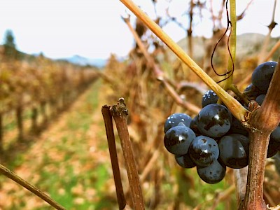 ¿Por qué estudiar Enología?