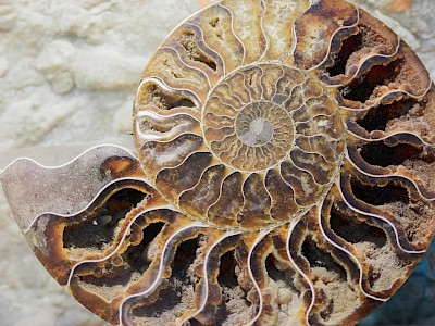 ¿Por qué estudiar Paleontología?