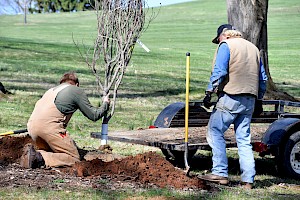 Arboricultor
