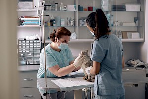 Enfermero / Enfermera de Animales