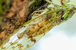 Ciencias Biológicas