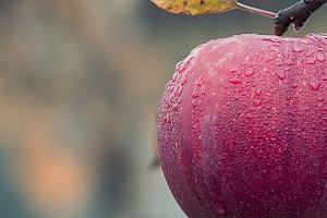 Ingeniería en Alimentos