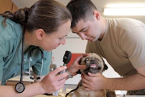 Veterinario / Veterinaria