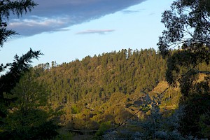 ¿Por qué estudiar Ingeniería Forestal? ¿Por qué estudiar Ingeniería Forestal?