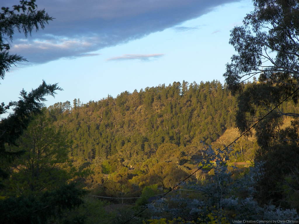 Por qué estudiar la carrera de Ingeniería Forestal?